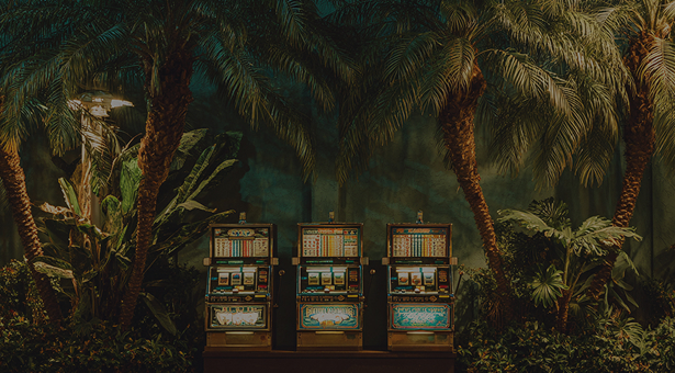 Springbok Casino